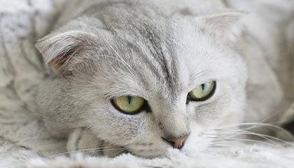 揭秘新91视频的真相：91网的真实面貌大揭秘